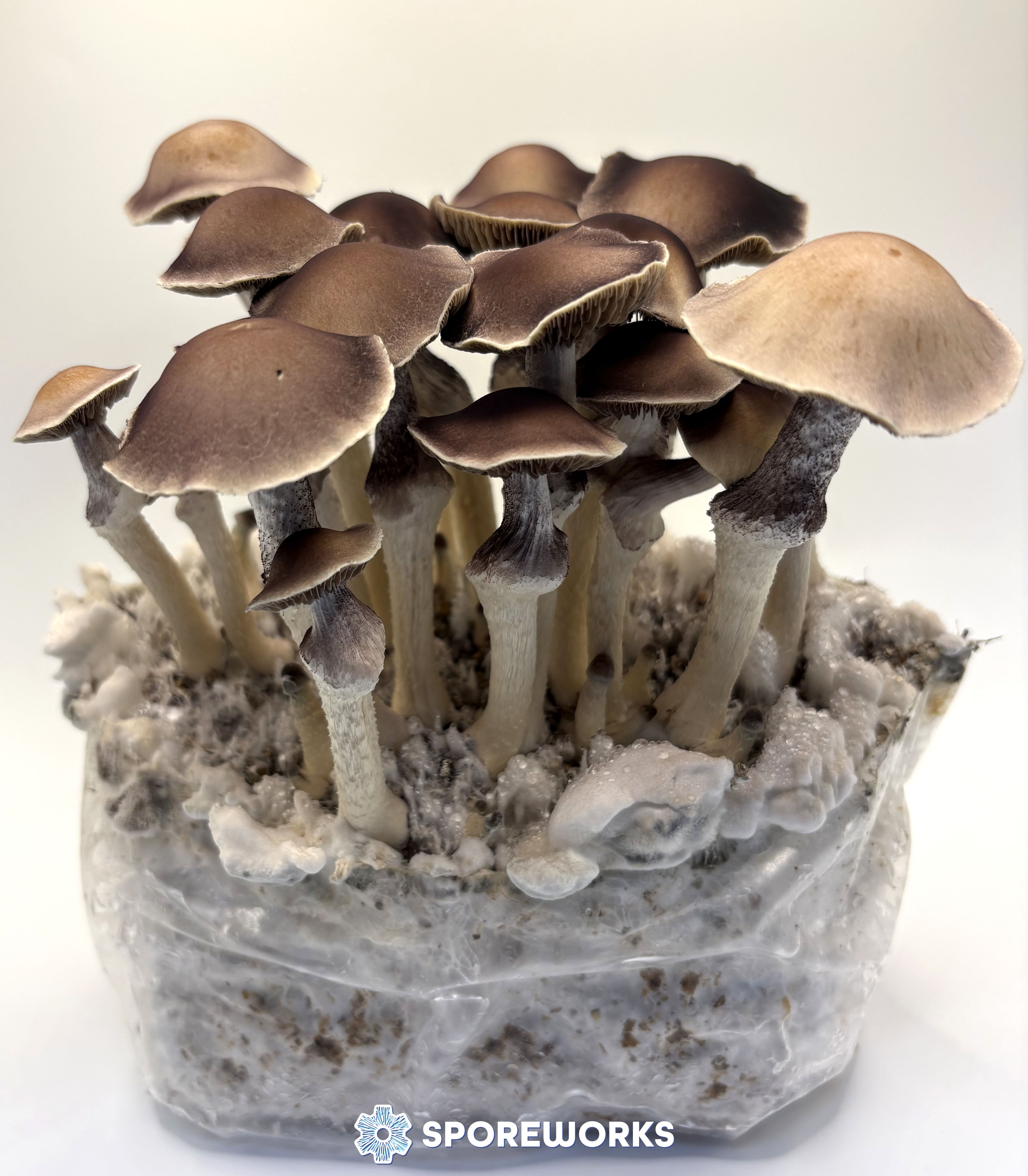 Psilocybe x zinnii (Psilocybe natalensis x Ps pseudoaztecorum)
